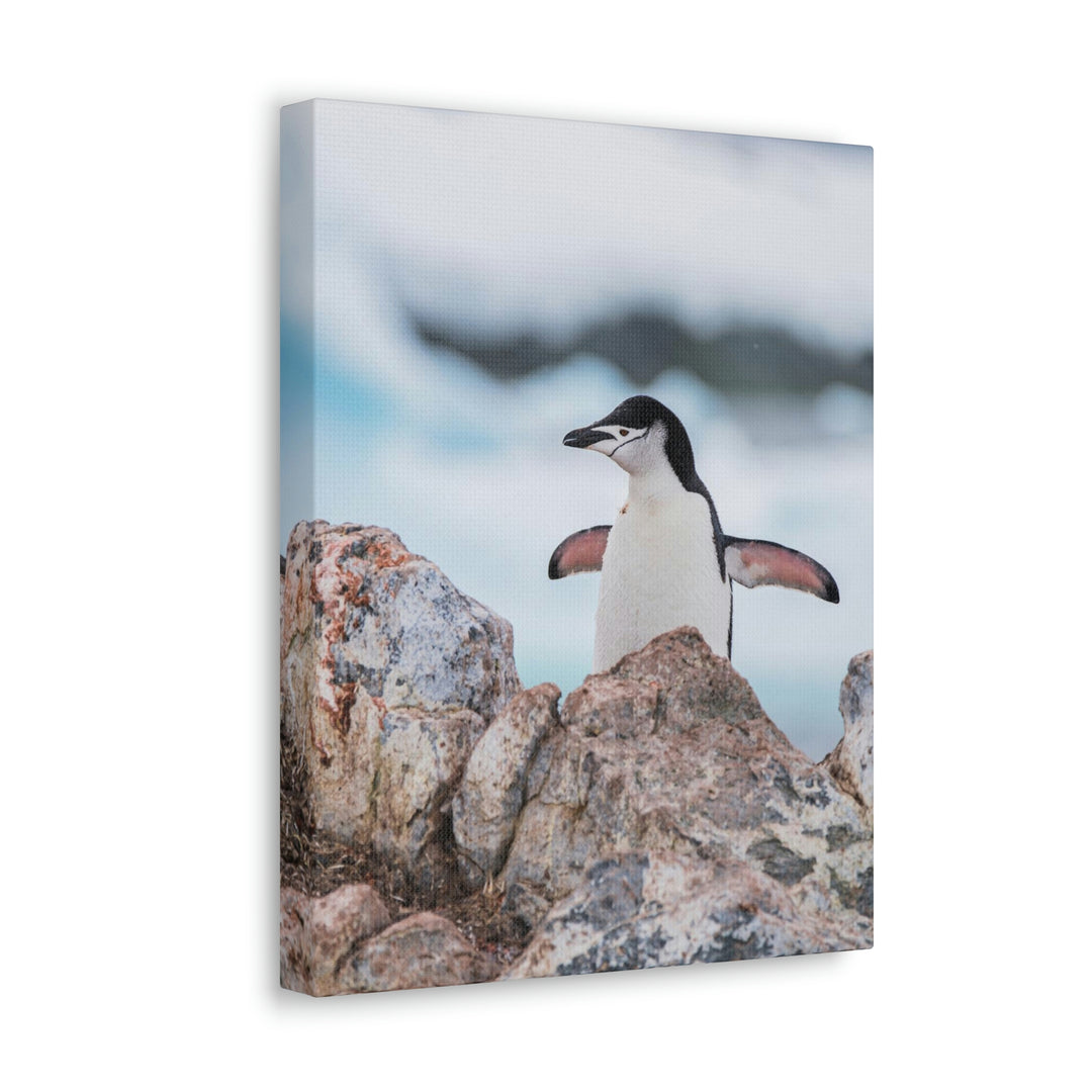 Stretched Penguin - Canvas