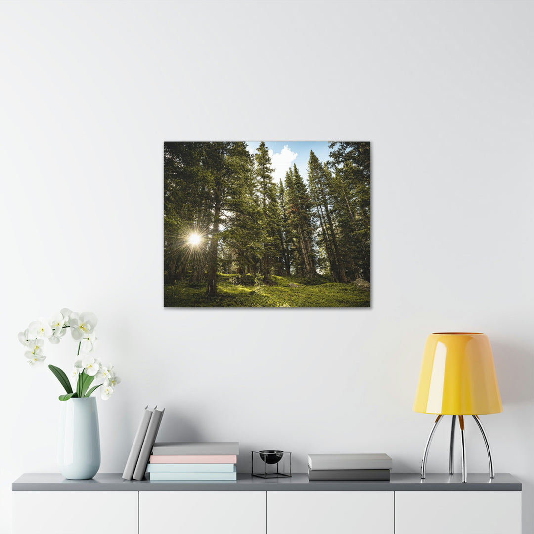 Forest Light - Canvas