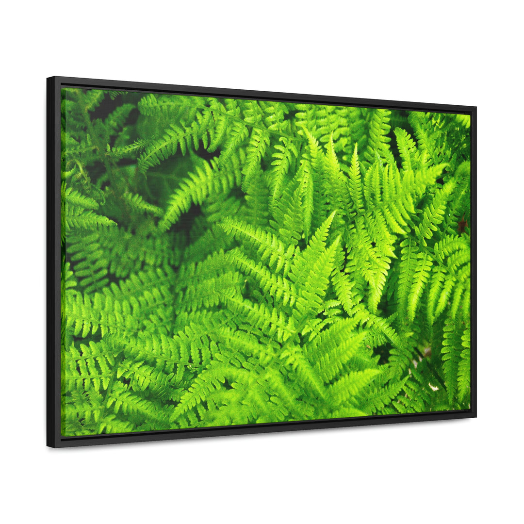 Ferns, Ferns, Ferns - Canvas with Frame