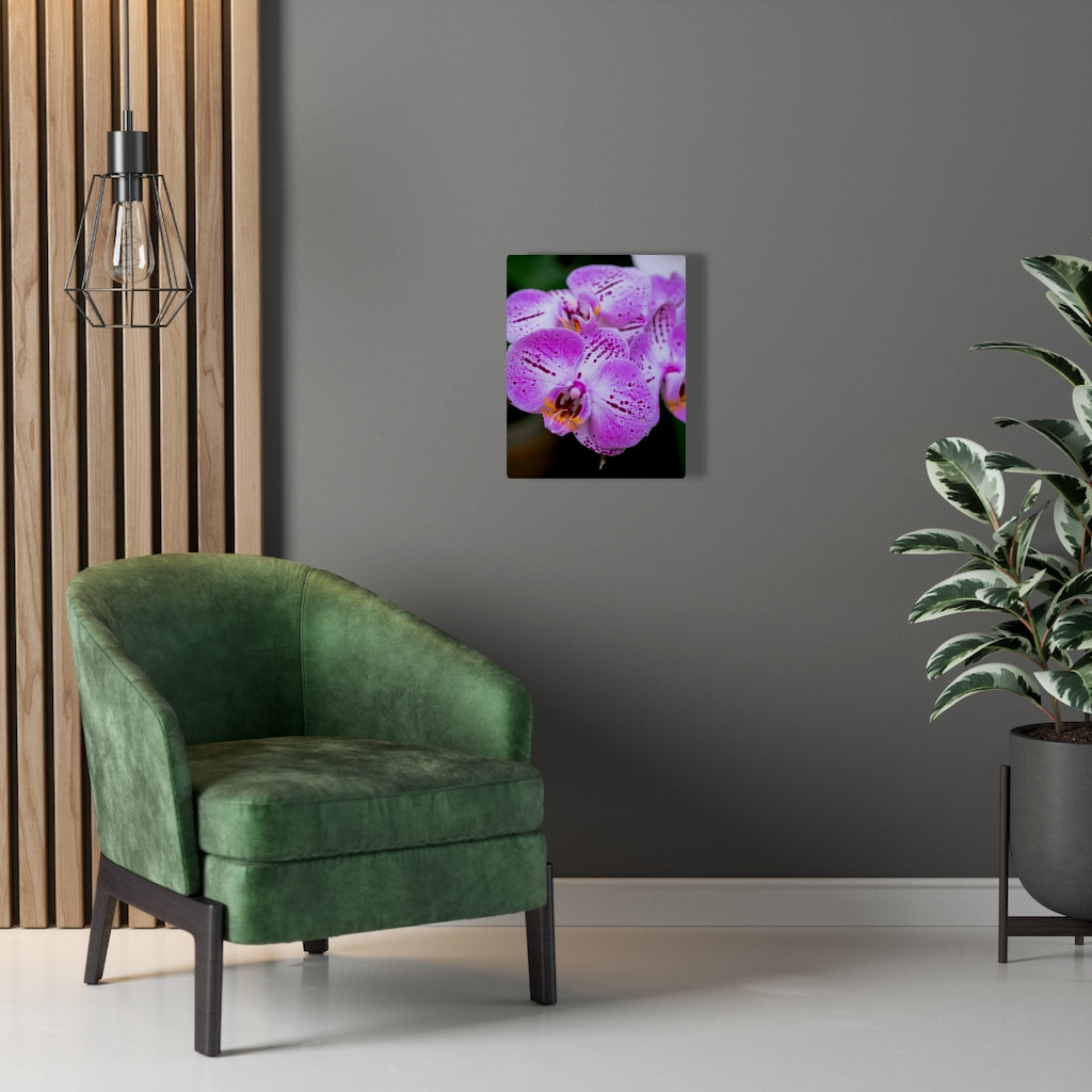 Orchid in Pink - Canvas