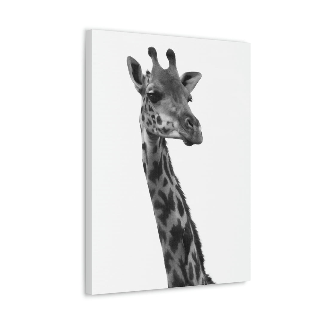 Giraffe Portrait in Black and White  - Canvas