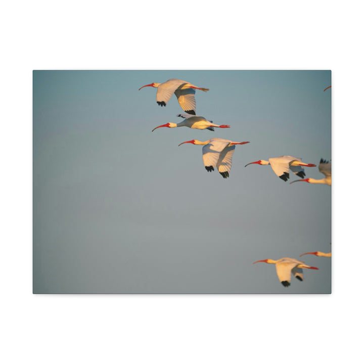 White Ibis in Flight - Canvas