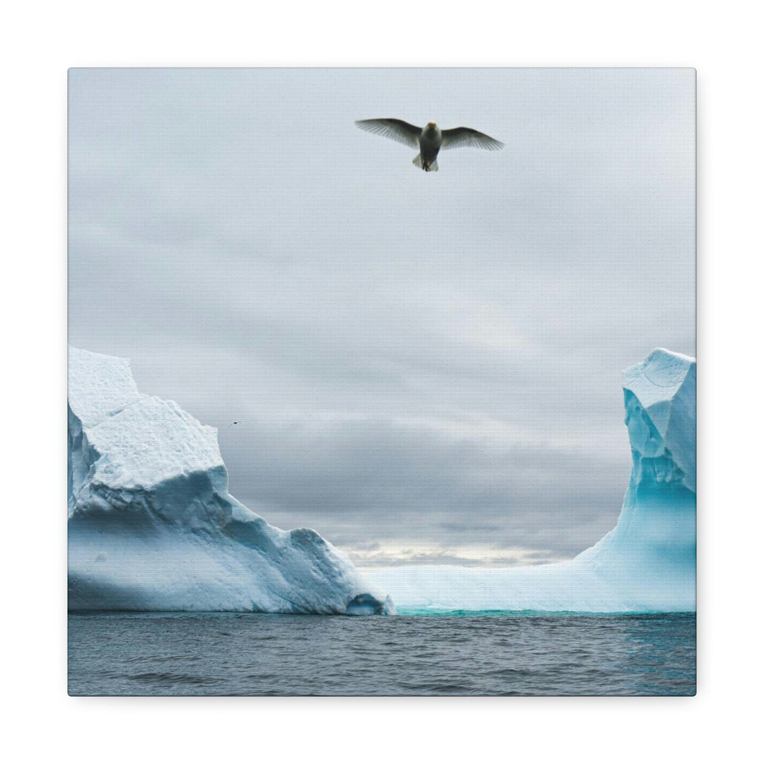 Antarctic Flight - Canvas