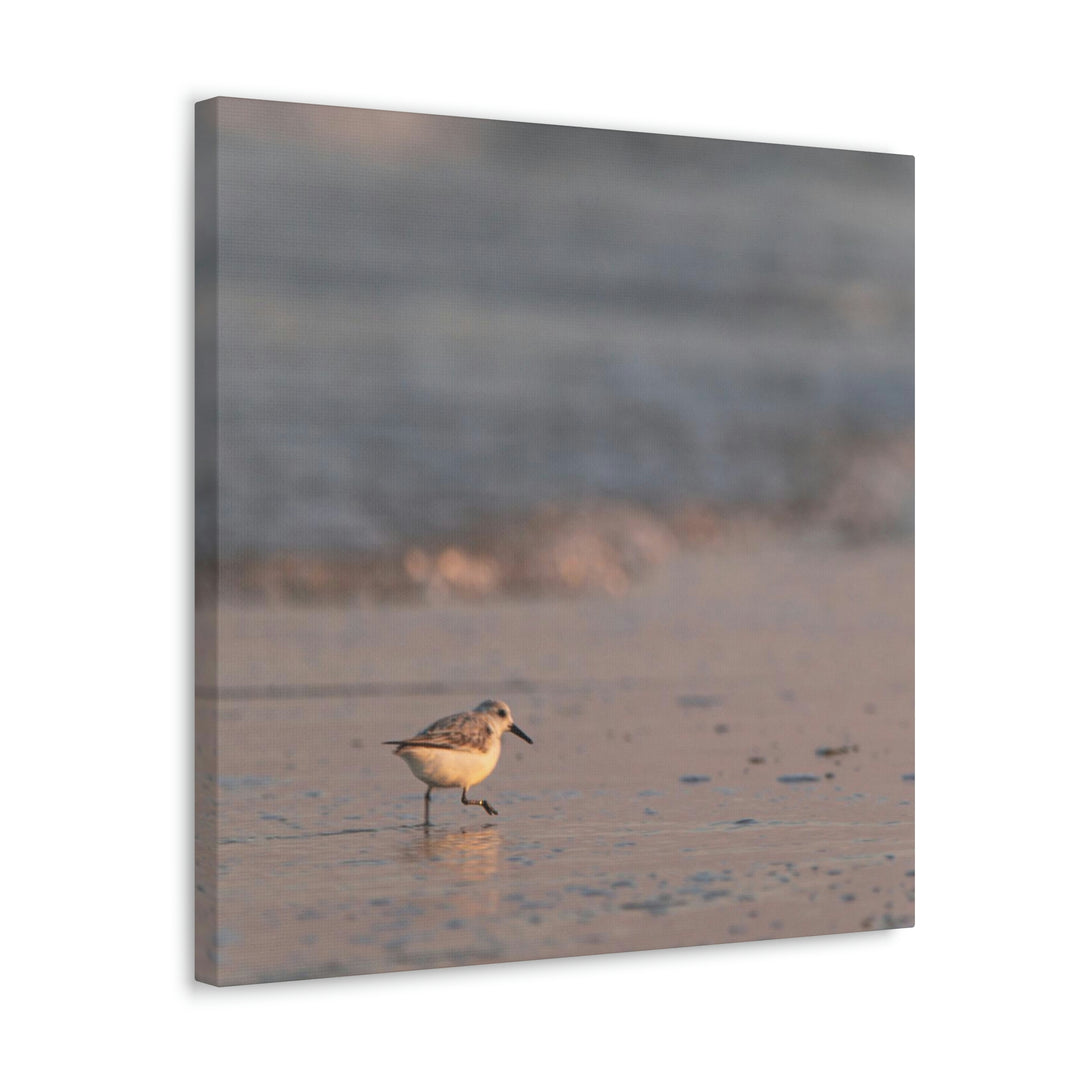 Sanderling in Soft Dusk Light - Canvas