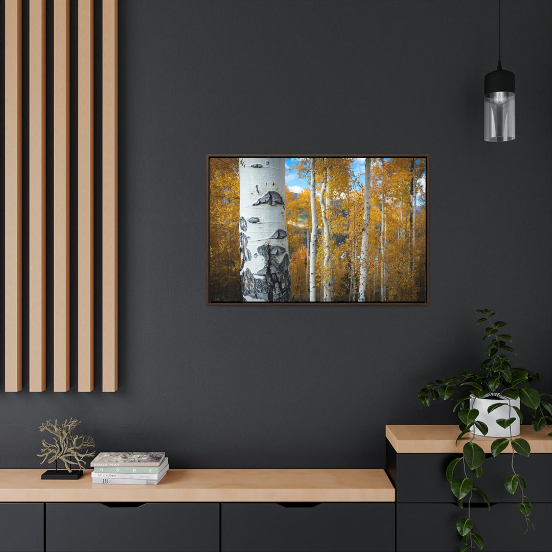 Aspens Changing - Canvas with Frame