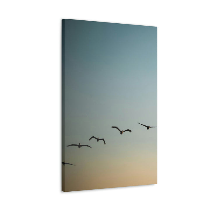 Brown Pelicans in Flight - Canvas