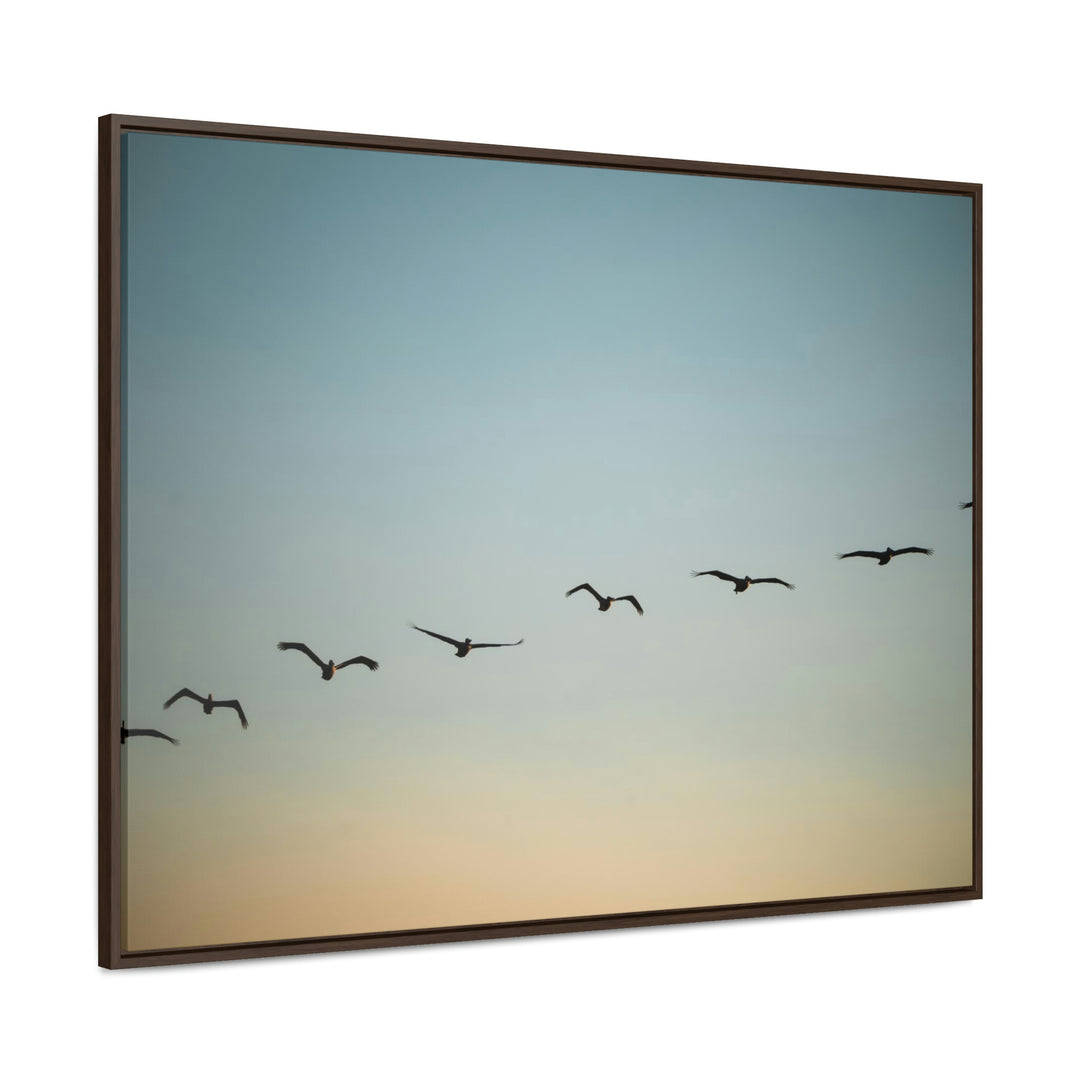 Brown Pelicans in Flight - Canvas with Frame