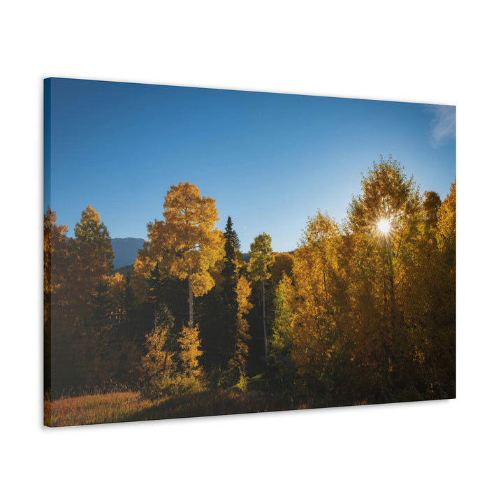 Sun Through the Aspens - Canvas