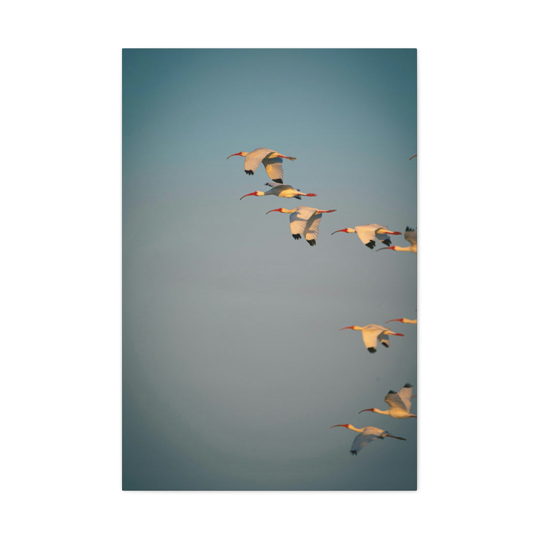 White Ibis in Flight - Canvas