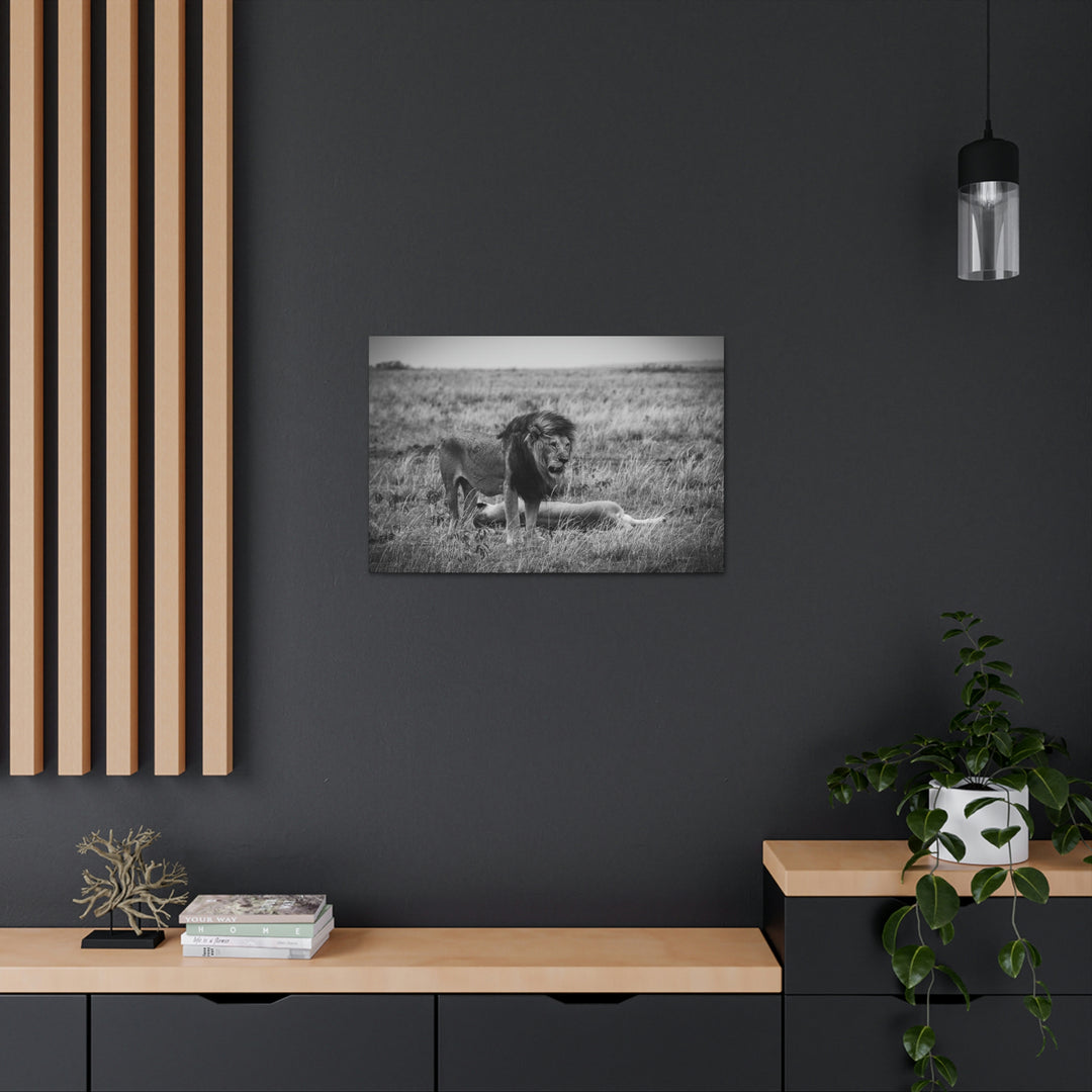 Mating Lions in Black and White - Canvas