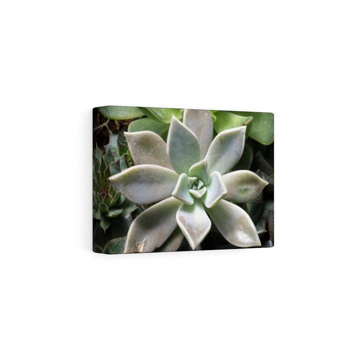 Succulent - Array - Canvas