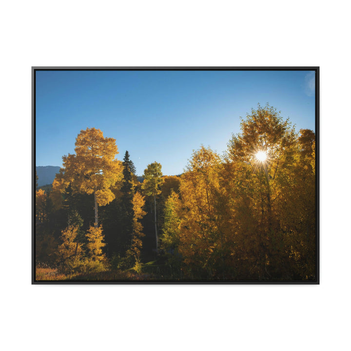 Sun Through the Aspens - Canvas with Frame