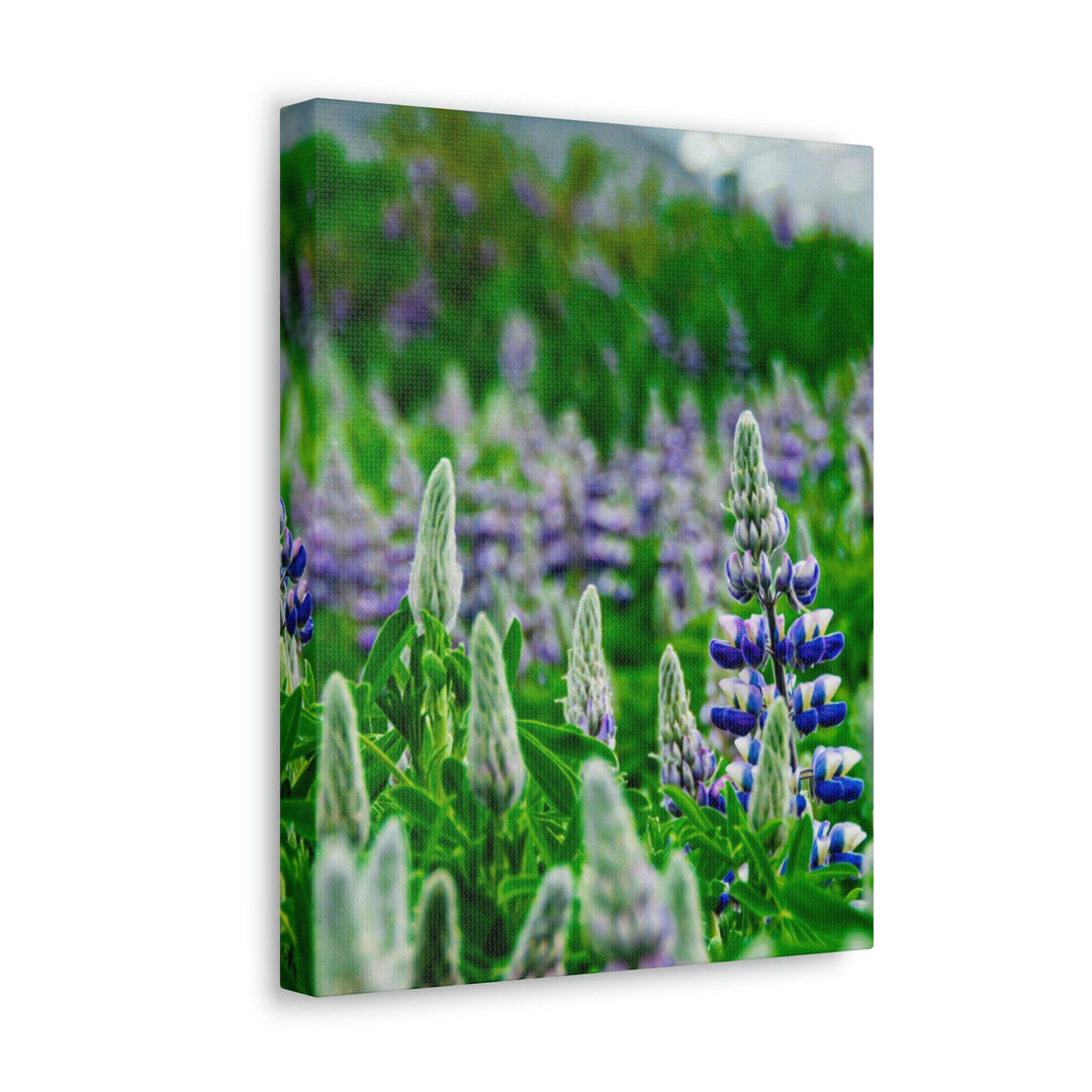 Glowing Lupin with Mountains - Canvas