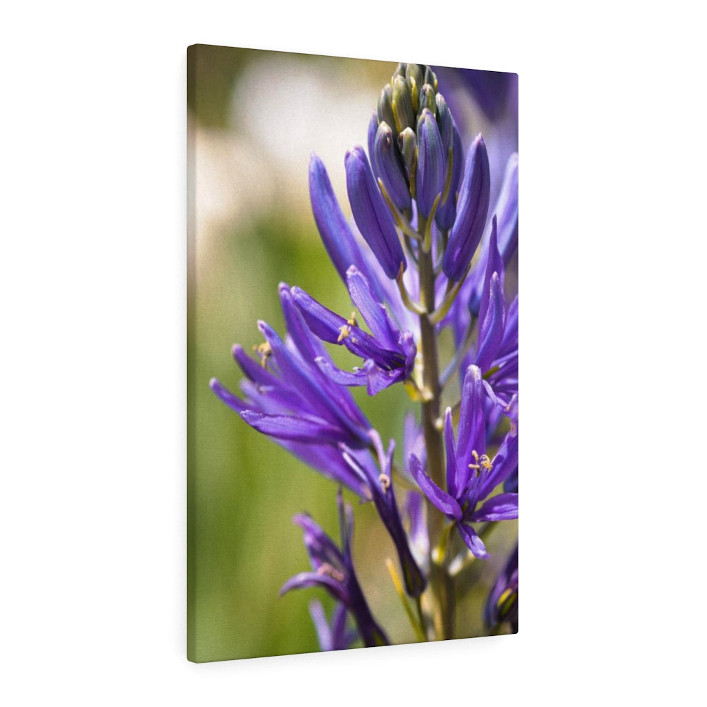 Camas in Bloom - Canvas