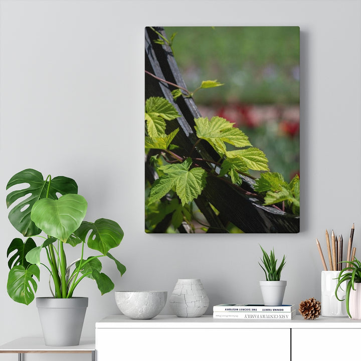 Ivy-Covered Fence - Canvas