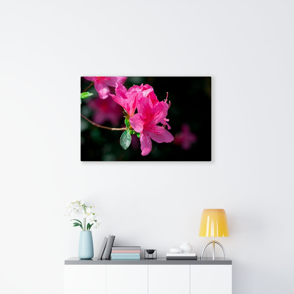 Standout Azalea - Canvas