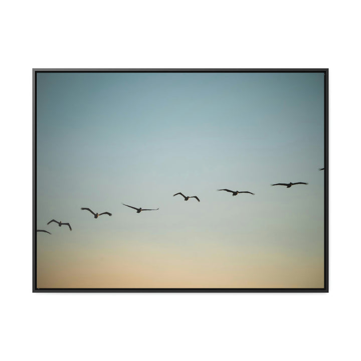 Brown Pelicans in Flight - Canvas with Frame