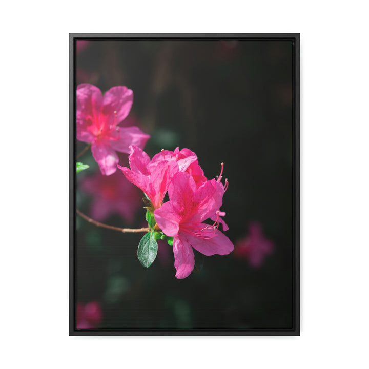 Standout Azalea - Canvas with Frame - Visiting This World