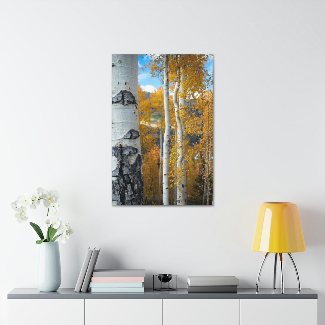 Aspens Changing - Canvas