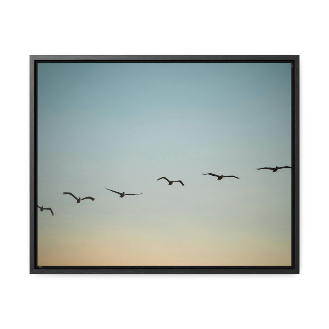 Brown Pelicans in Flight - Canvas with Frame