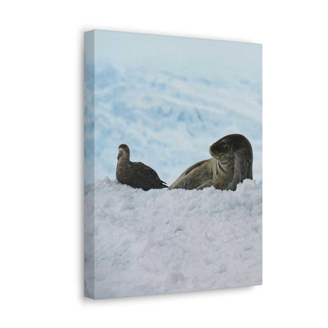 A Resting Pair - Canvas