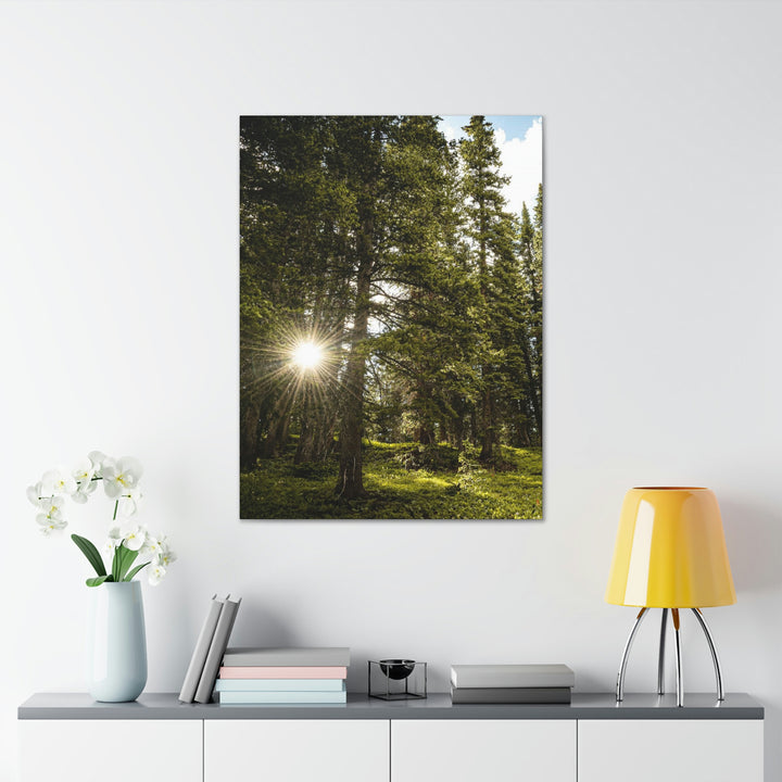 Forest Light - Canvas