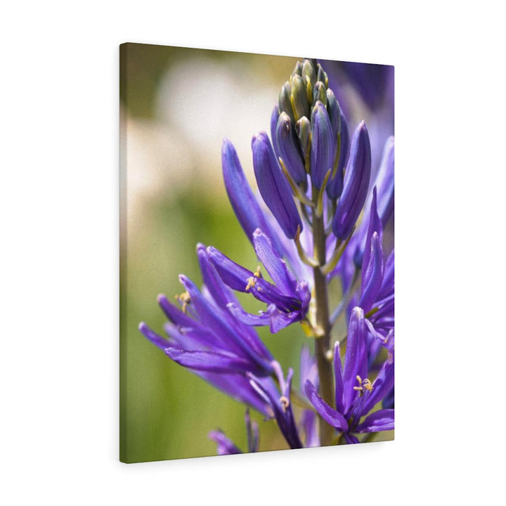 Camas in Bloom - Canvas