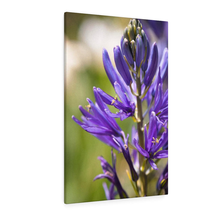 Camas in Bloom - Canvas