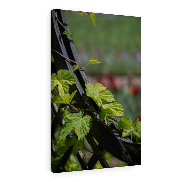 Ivy-Covered Fence - Canvas