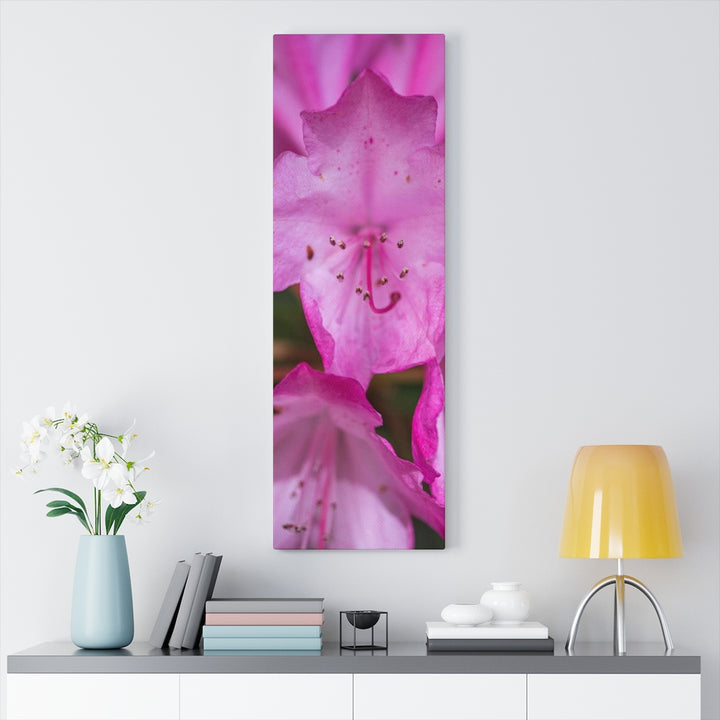 Soft Pinks - Canvas