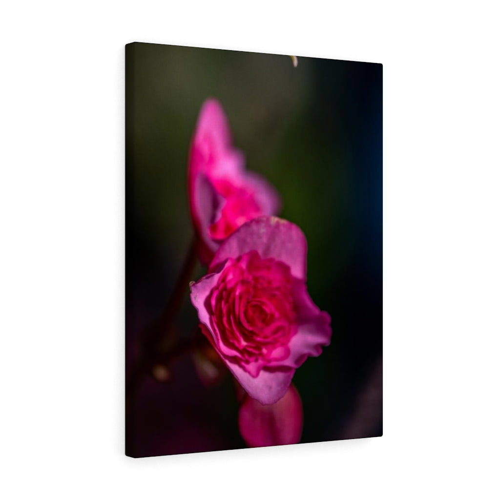 Hybrid Tea Lily - Canvas