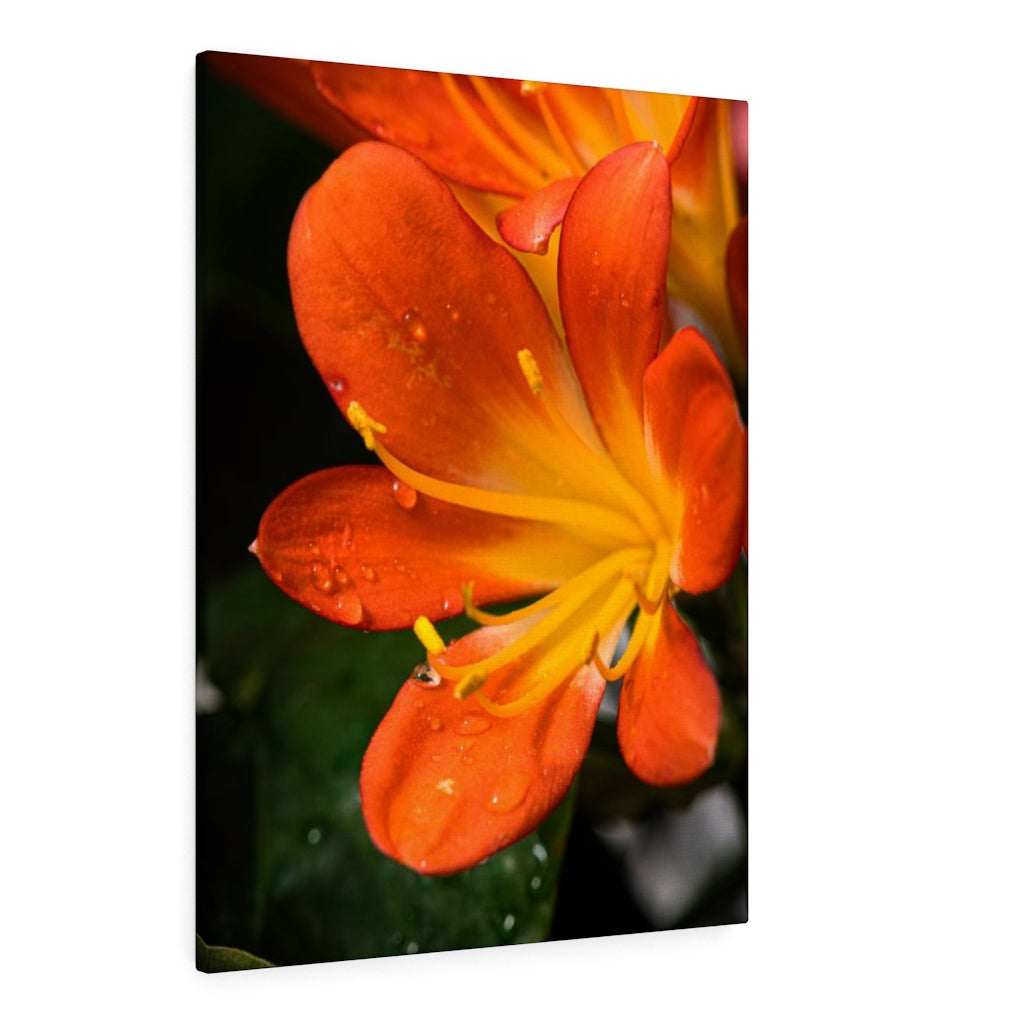 Bright Bush Lily - Canvas