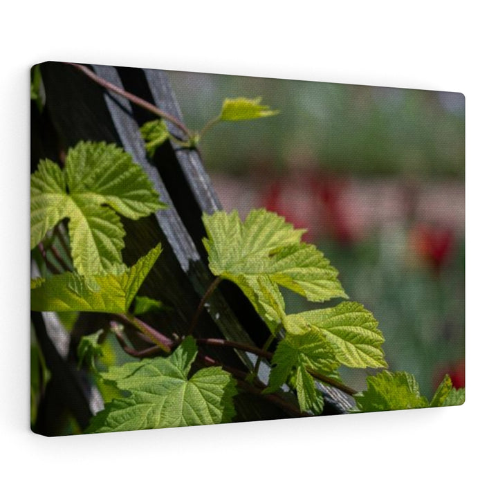 Ivy-Covered Fence - Canvas