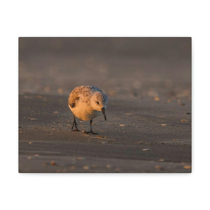 Feeding Sanderling - Canvas