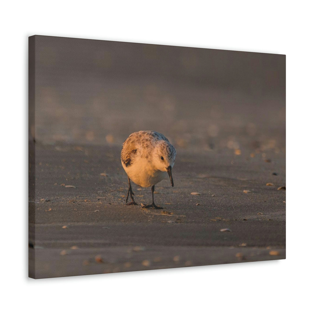 Feeding Sanderling - Canvas