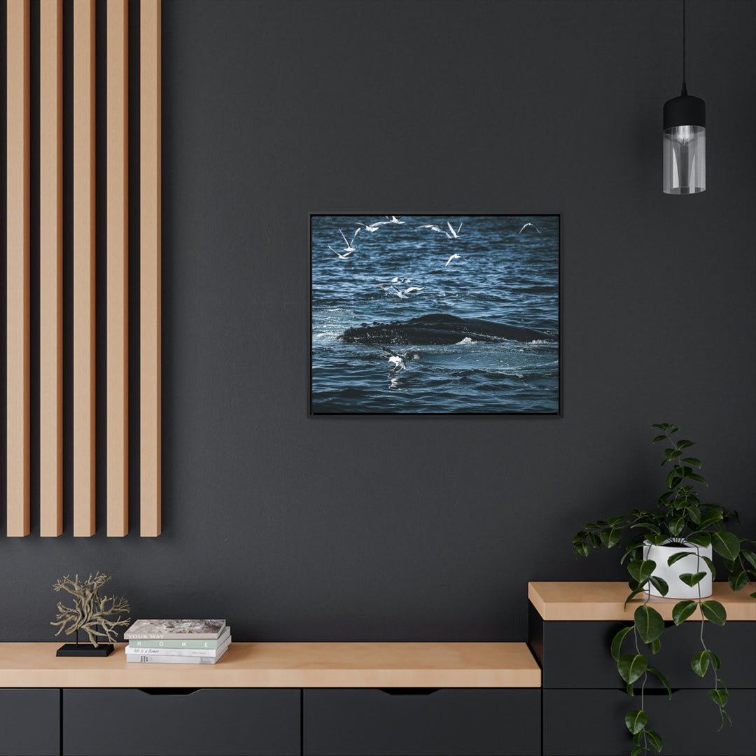 Humpback Hello - Canvas with Frame