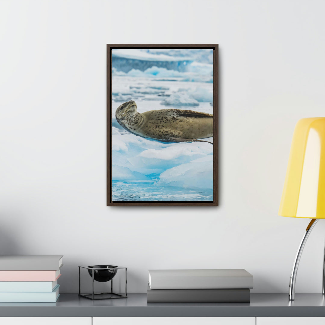 Leopard Seal Relaxing - Canvas with Frame