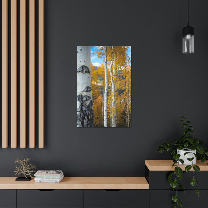 Aspens Changing - Canvas