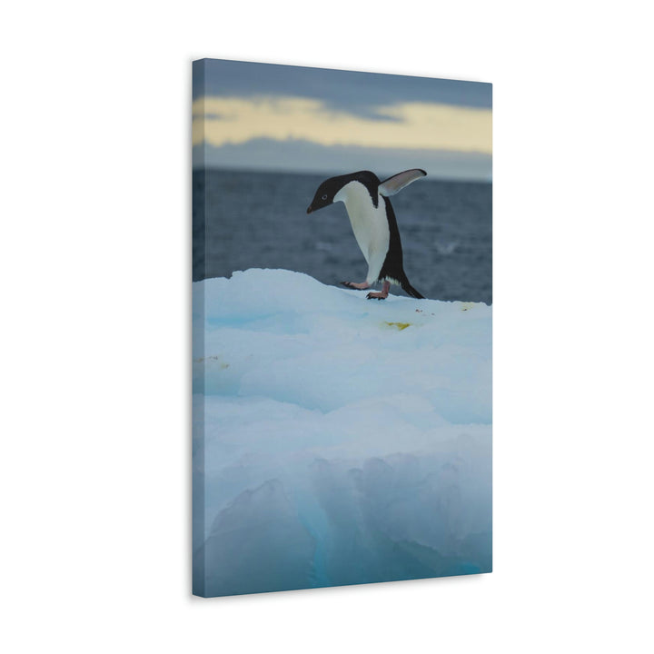 Penguin Dance - Canvas