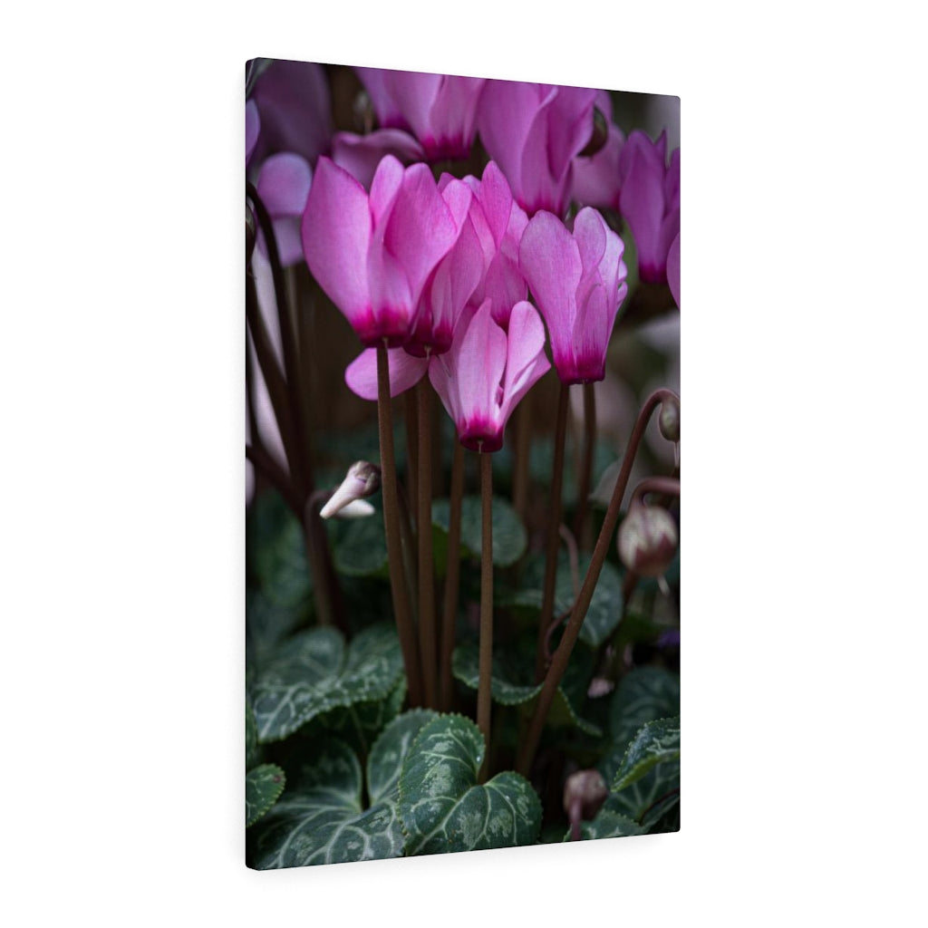 Cyclamen Reach - Canvas