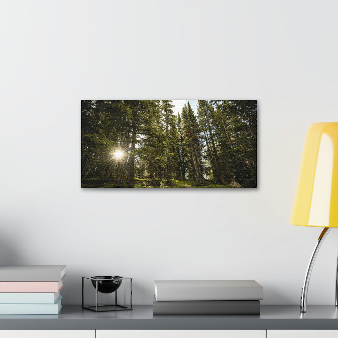 Forest Light - Canvas