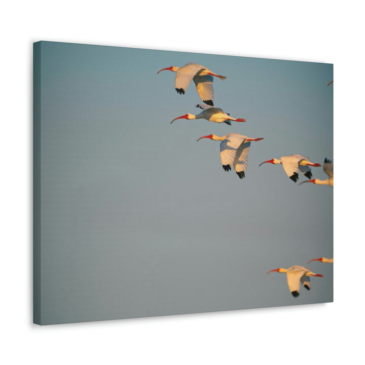 White Ibis in Flight - Canvas