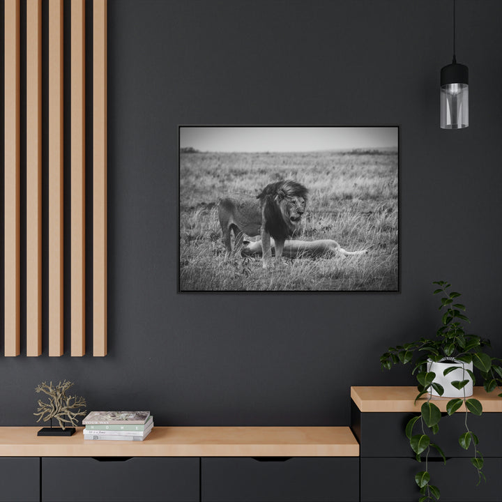 Mating Lions in Black and White - Canvas with Frame