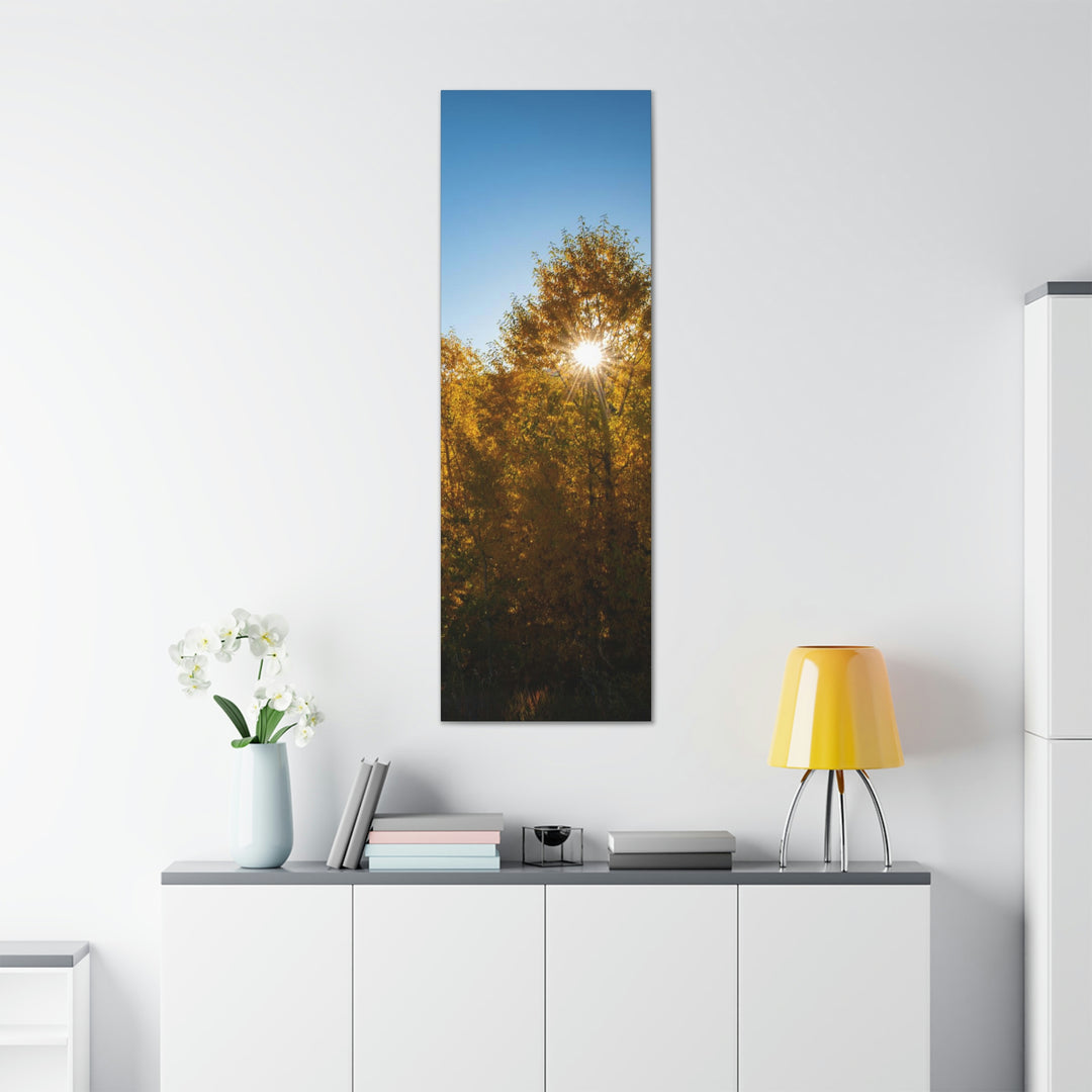 Sun Through the Aspens - Canvas