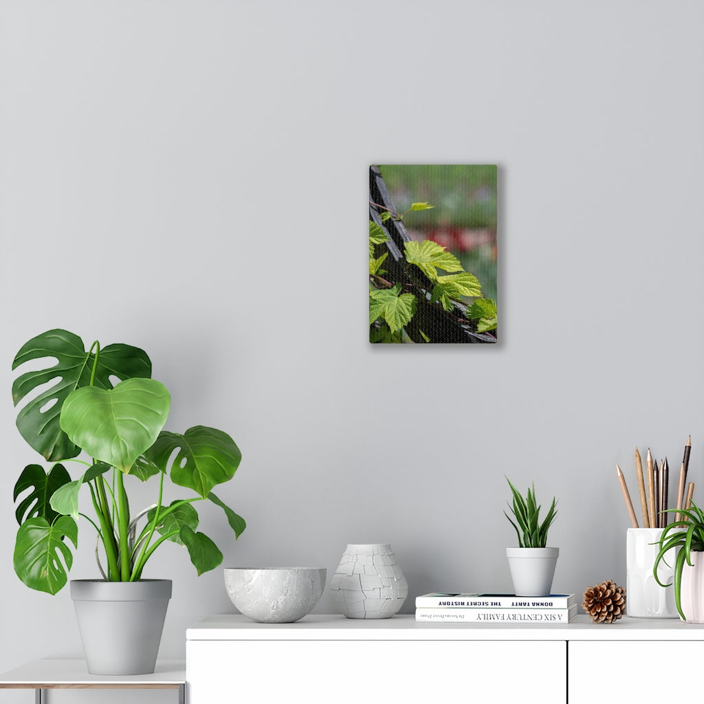 Ivy-Covered Fence - Canvas