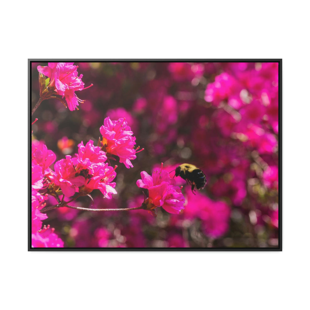 Hovering - Canvas with Frame