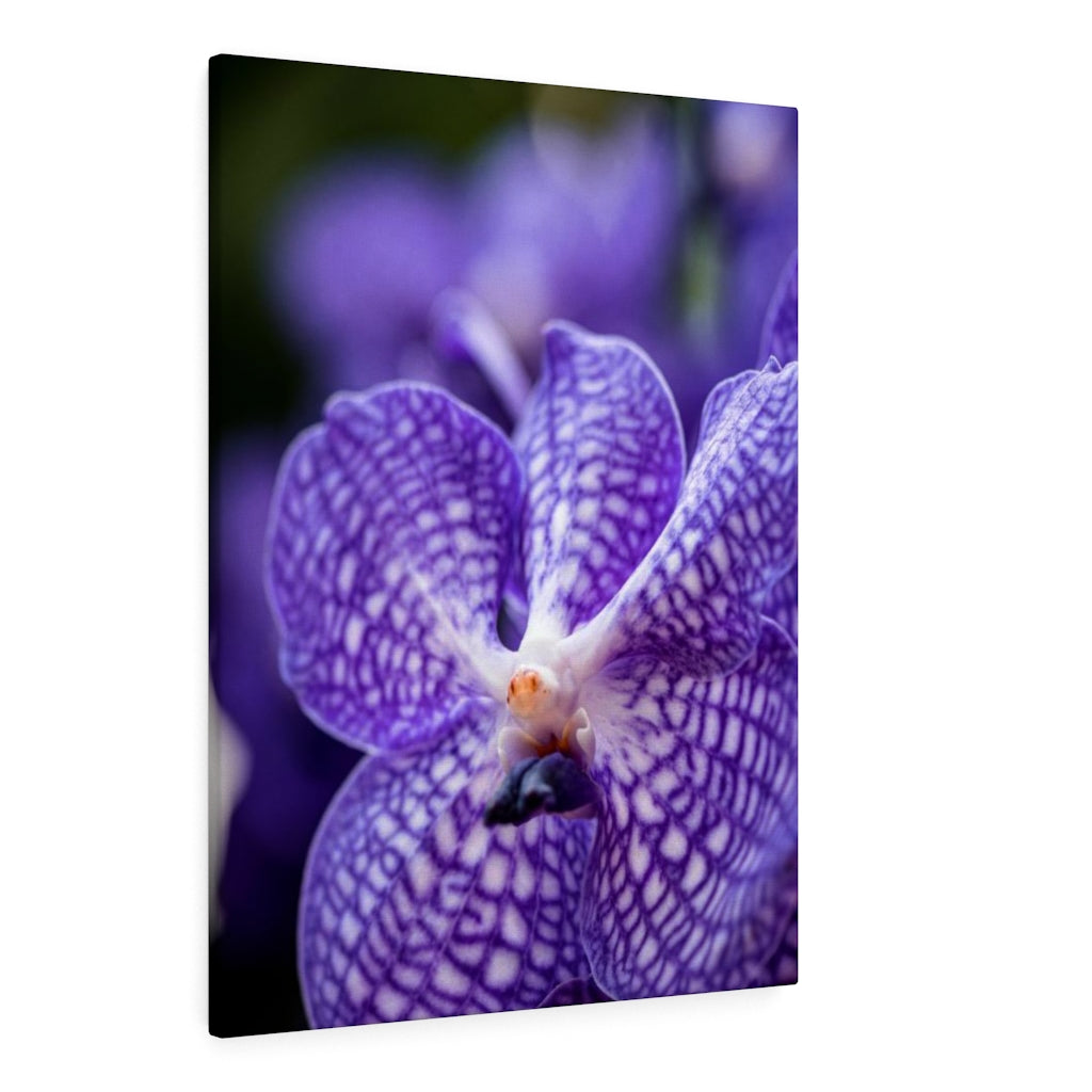 Orchid Detail - Canvas