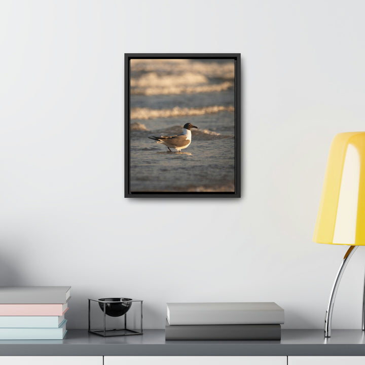 Laughing Gull in the Surf - Canvas with Frame