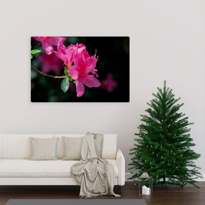 Standout Azalea - Canvas