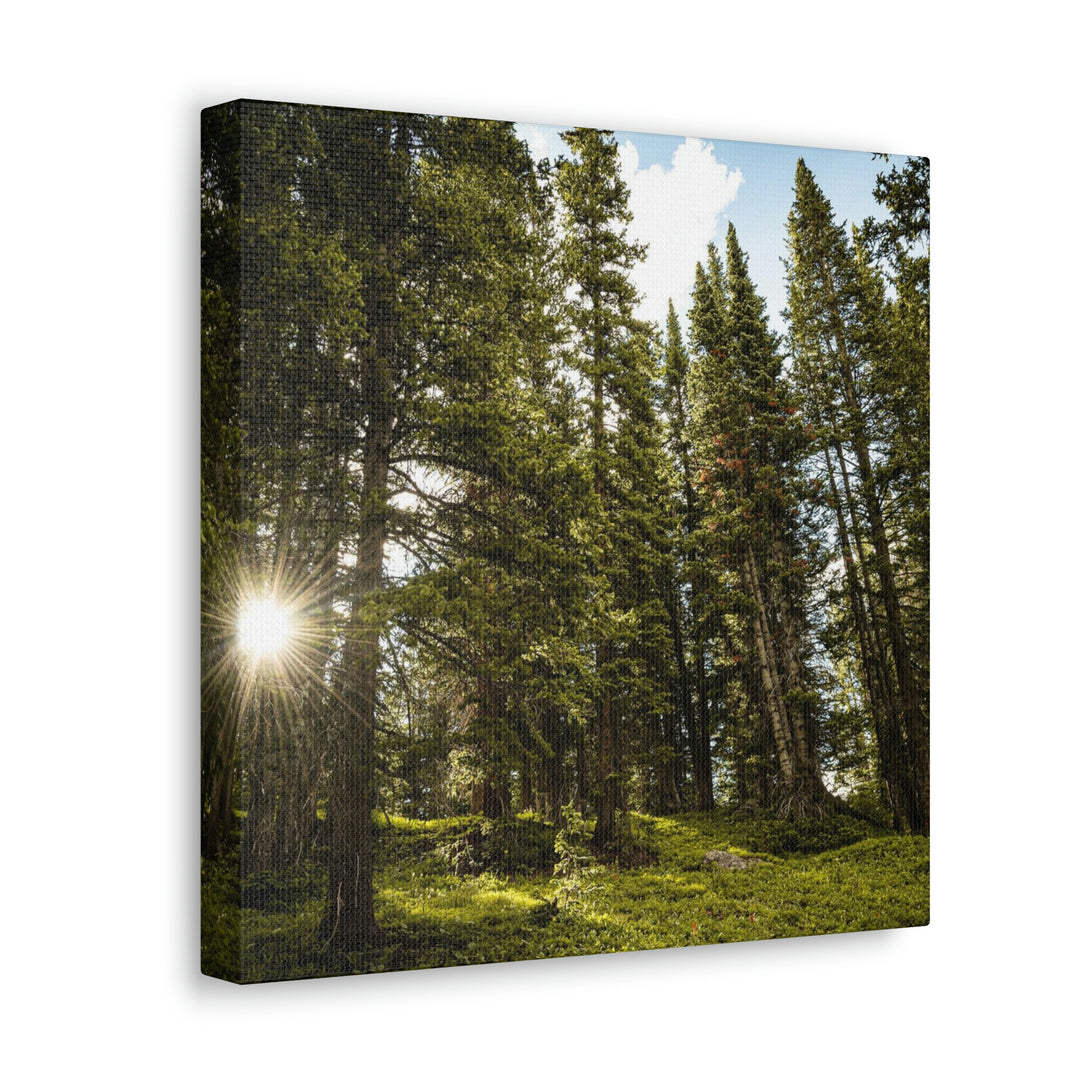 Forest Light - Canvas